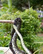 friendly python 4.