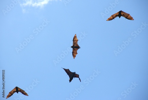 Photo: daytime bat photos 4. daytime bat photos 4.