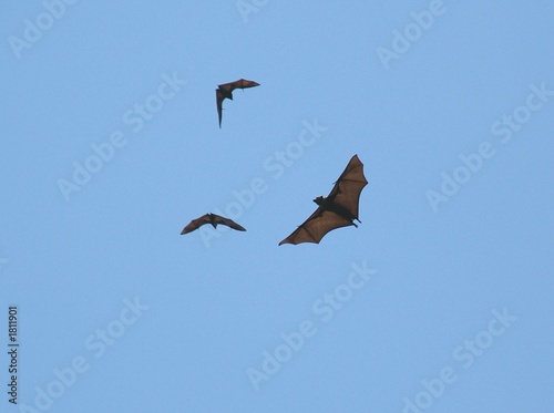 Photo: fruit bats 53. fruit bats 53.