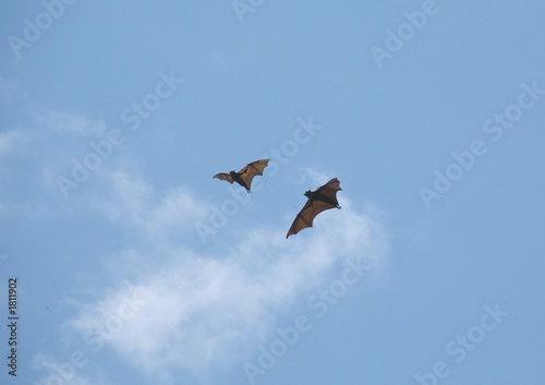 Photo: fruit bats 56. fruit bats 56.