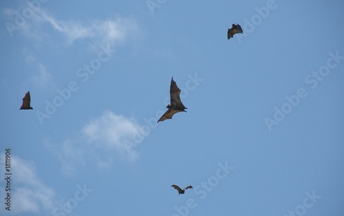 Photo: fruit bats 60. fruit bats 60.