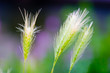 high grasses