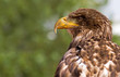 eagle on lookout