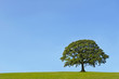 the ancient oak in summer
