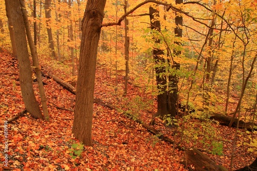the forest prepares for its winter rest. the forest prepares for its winter rest.