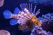 a fish in the red sea