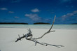 driftwood