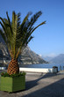 palme in limone