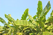 banana grove