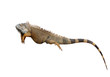 lizard isolated