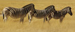 die drei aus der steppe
