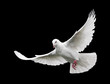 Photo: white dove in flight 6 white dove in flight 6