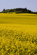 yellow rape fields