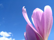 colchicum autumnale