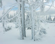 winter forest landscape