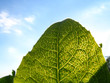 leaf anatomy