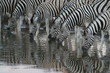 Drinking zebra