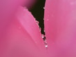 petale de rose