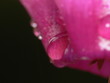 rosée sur pétale de rose