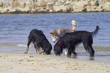 dogs in the beach dogs in the beach