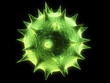 virus