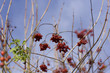 fruits of autumn