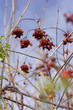 fruits of autumn