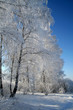 winter trees