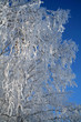 hoar-frost