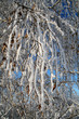 hoar-frost