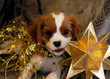 christmas pup and star christmas pup and star