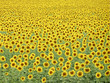 campo di girasoli