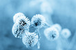 blue burdock