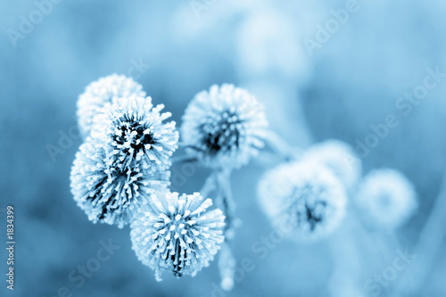 Photo: blue burdock blue burdock