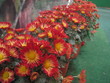 my flower