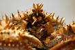prickly crab prickly crab
