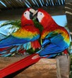 parrots
