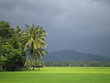 paddy field paddy field