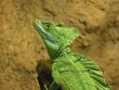 green basilisk