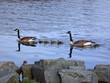 geese and goslings