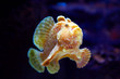 Photos : commersons frogfish or \'antennarius commerson\'