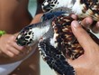 tortuga carey