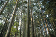 Photo en ligne au meilleur prix bunya pine