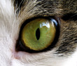 close-up of cat's eye