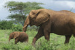 Photo: african elephant with calve african elephant with calve