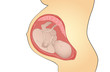 pregnacy illustration