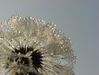 wheel of droplets