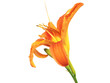 orange lily - 2