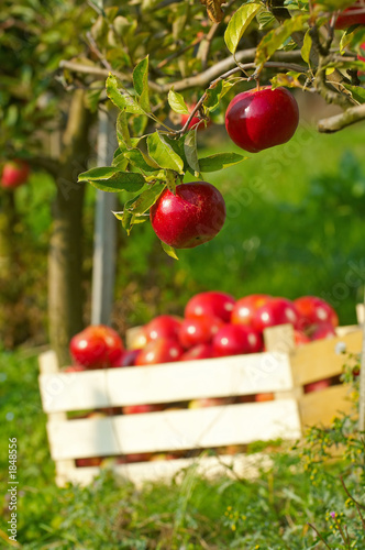 Photo: apples in orchard apples in orchard