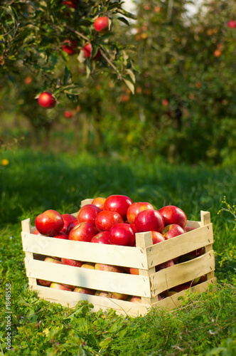 apples in orchard